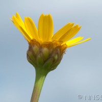 Corn Marigold
